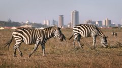 Найроби търси решение за спасение на природния си парк