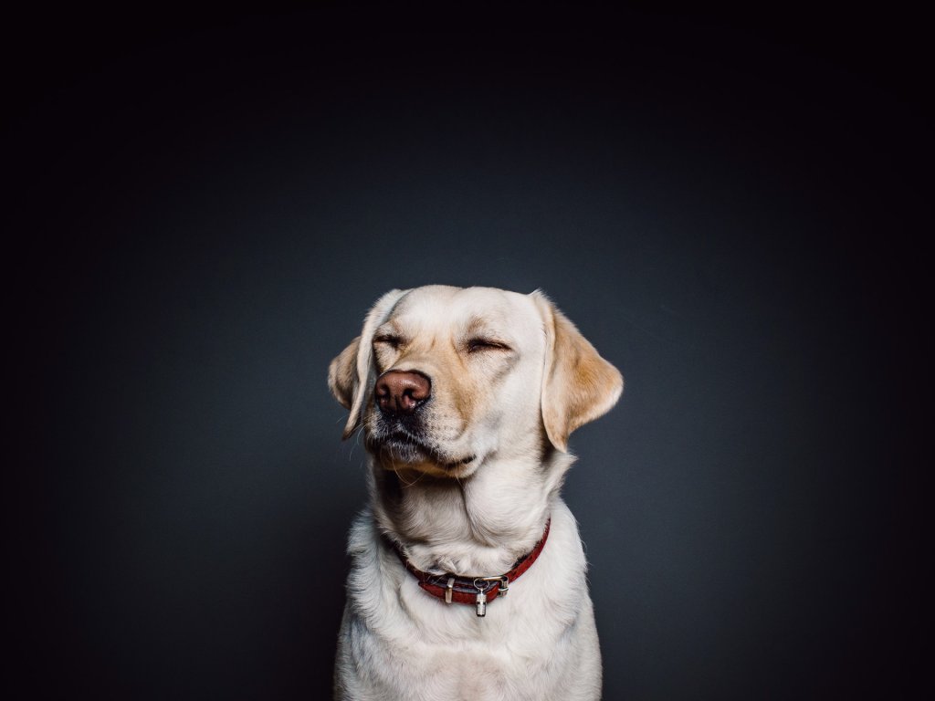 wall-animal-dog-pet