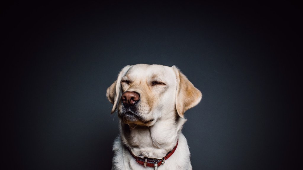 wall-animal-dog-pet