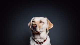 wall-animal-dog-pet