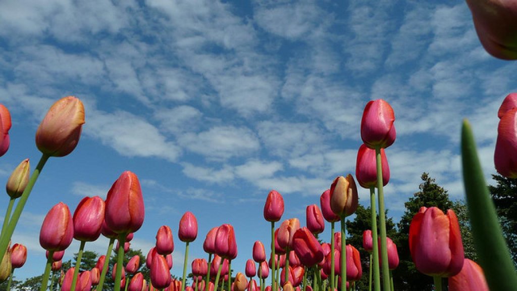 Holland-Tour