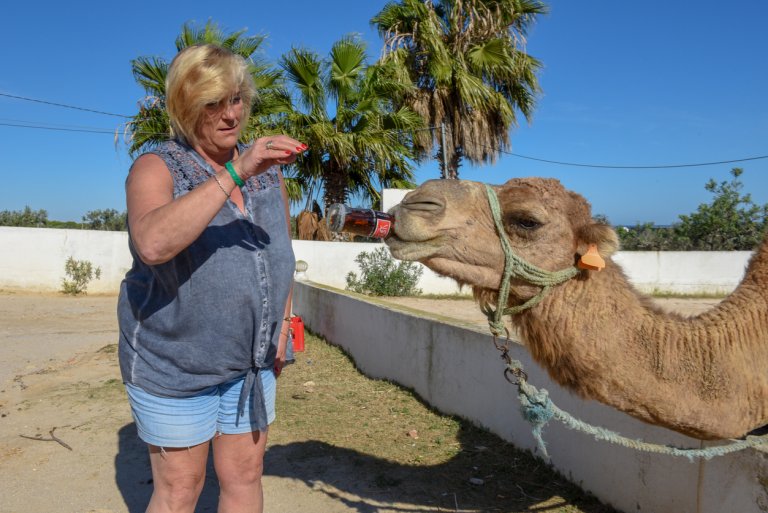 Някои британци отглеждат дори камили. 