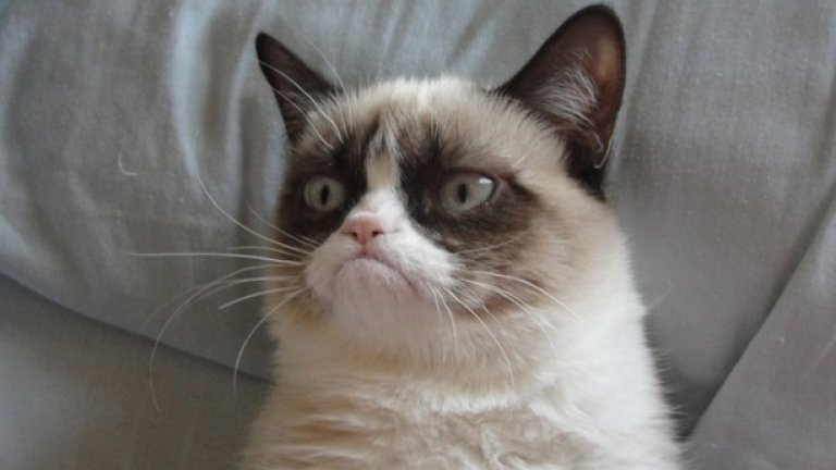 Grumpy Cat е една от интернет знаменитостите, превърнали се в мемета (мийм)