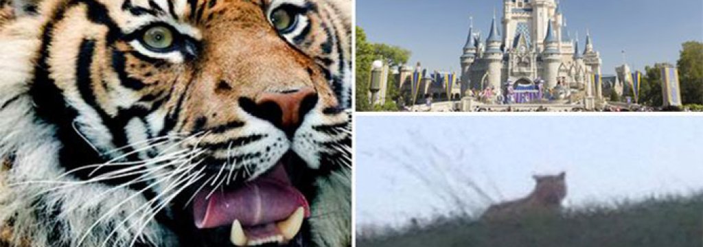 tiger-new-main-