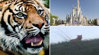 tiger-new-main-