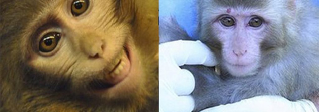 monkeysbro