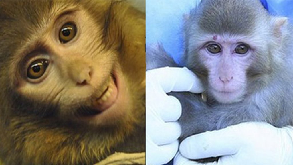 monkeysbro
