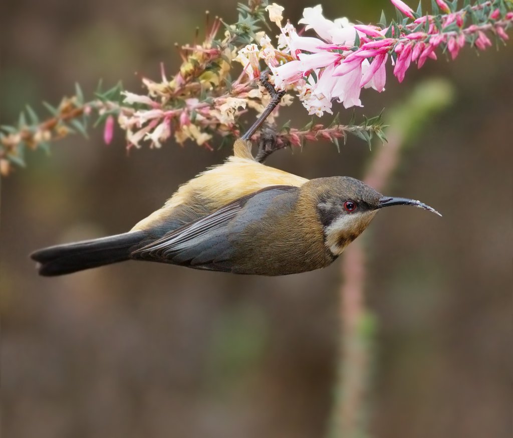 Acanthorhynchus_tenuirostris_female