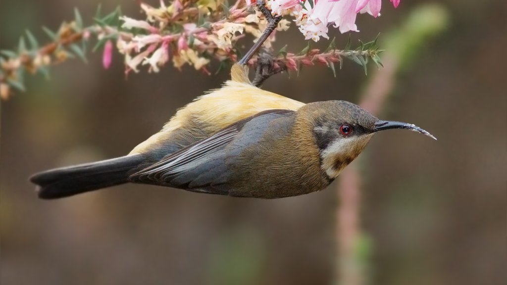 Acanthorhynchus_tenuirostris_female