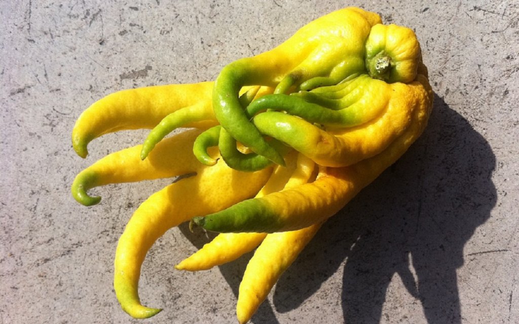 Ръката на Буда / Buddhas Hand