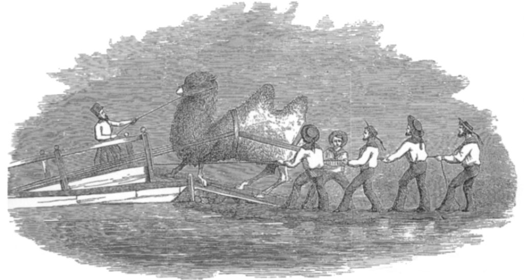 Heap_-_Embarkation_of_Camels