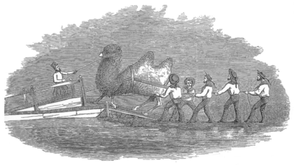 Heap_-_Embarkation_of_Camels