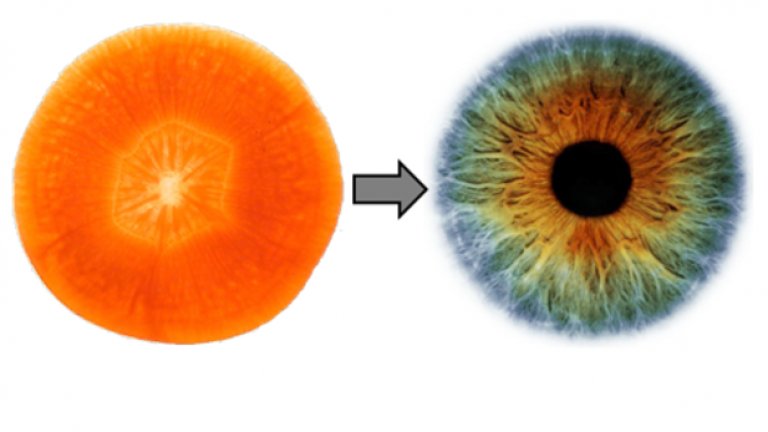 Морков: ОкоЕдин резен мор­ков изг­лежда точно като човеш­кото око. Спо­ред изс­лед­ва­ния, яде­нето на мор­кови  зна­чи­телно подоб­рява при­тока на кръв към очите. Цве­тът на мор­ко­вите идва от вещество, хими­чески наре­чено Бета каро­тин (тялото го изпол­зва за наба­вя­нето на вита­мин А), което помага на рети­ната и други части на окото, за да фун­к­ци­о­ни­рат без­п­роб­лемно. Бета каро­ти­нът нама­лява риска от раз­ви­тие на ката­ракта. Други храни, които също биха спо­мог­нали вашето зре­ние са маруля(съдържа лутеин и зеак­сан­тин), жъл­тъци (източ­ник на лутеин и цинк), цит­ру­сови и гор­ски пло­дове ( много вита­мин С), бадеми (вита­мин Е), сьомга, риба тон и скум­рия, богати на омега 3 мас­тни кисе­лини.