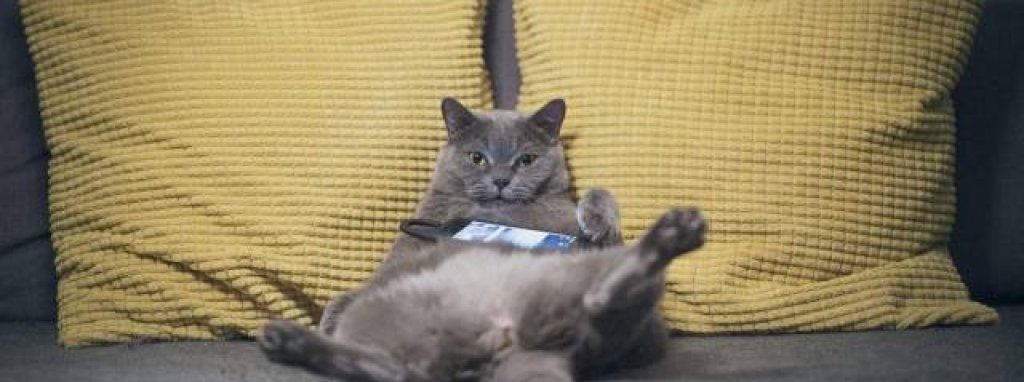 котка