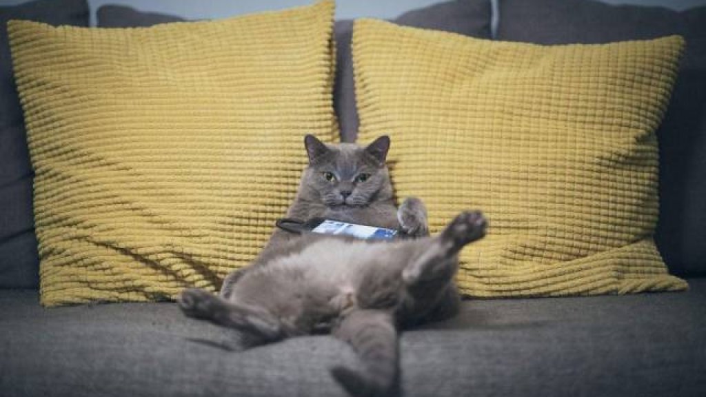 котка