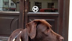 Докато се разхожда из Виена, кучето Сара опознава невероятни места. Като бутика Song, например