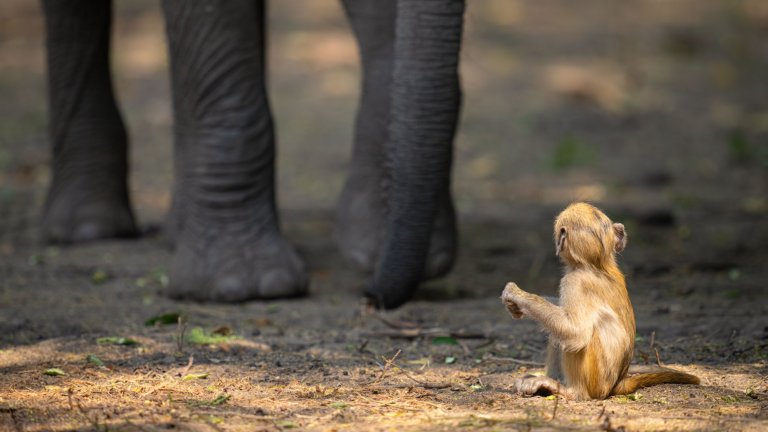 Най-смешните снимки на животни за 2025 г.