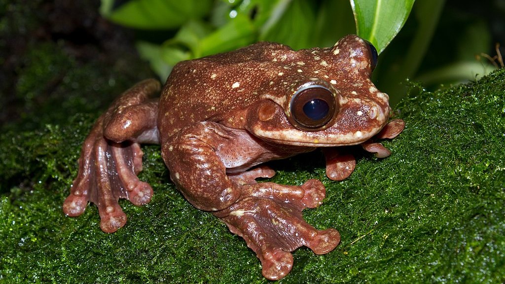 Ecnomiohyla_rabborum