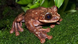 Ecnomiohyla_rabborum
