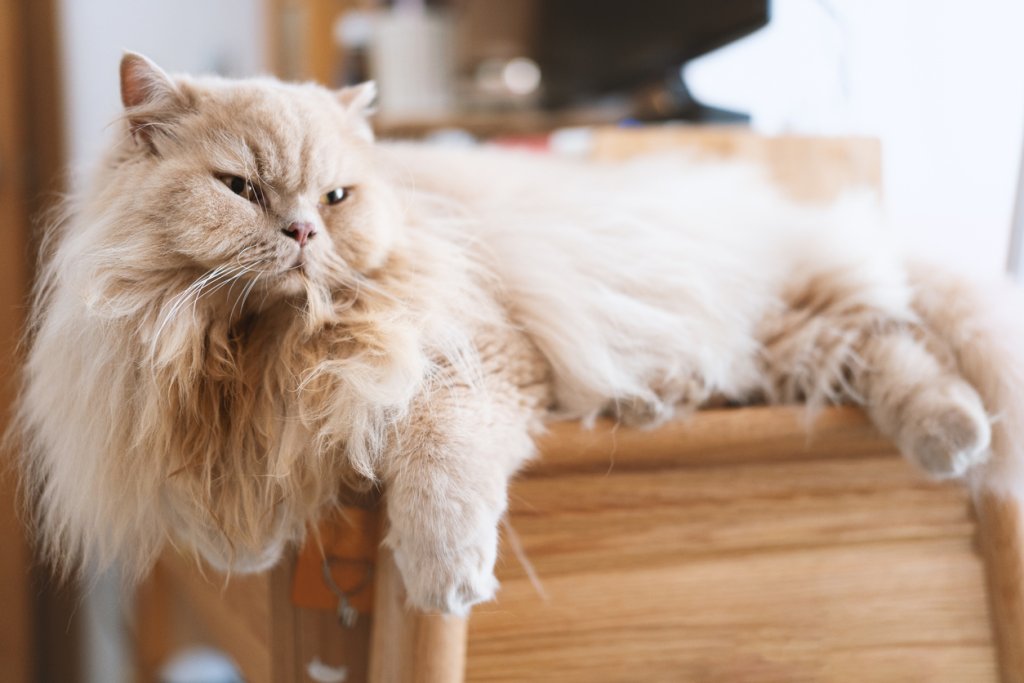 Персийска коткаПерсийските котки също са аристократи по душа – величествени, спокойни и кротки. Стигат до около 9 килограма и теглото им трябва да се следи, защото породата не обича да си играе особено. За сметка на това е любвеобилна и силно привързана към всеки в дома си.