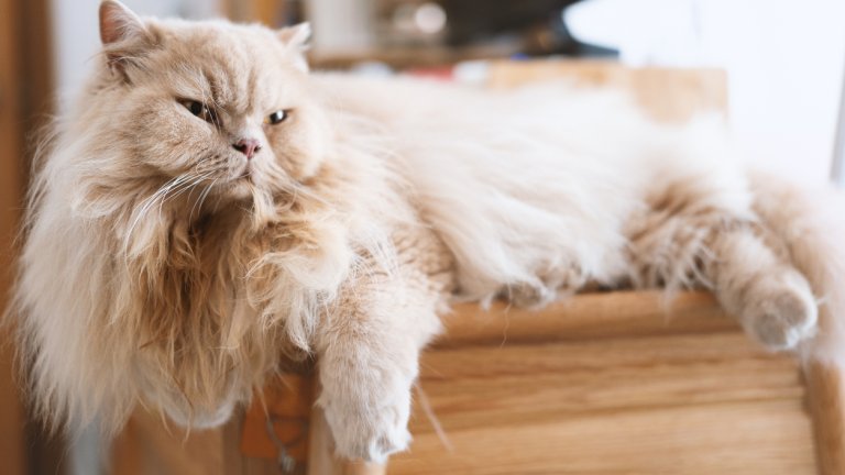 Персийска коткаПерсийските котки също са аристократи по душа – величествени, спокойни и кротки. Стигат до около 9 килограма и теглото им трябва да се следи, защото породата не обича да си играе особено. За сметка на това е любвеобилна и силно привързана към всеки в дома си.