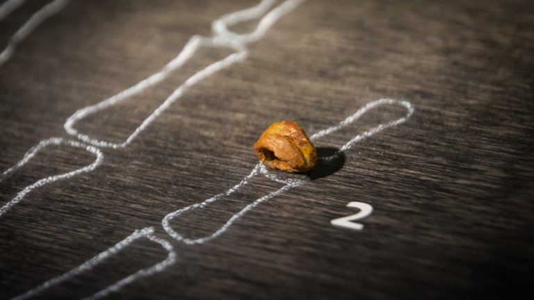 Всички известни фосили от Денисови хора - кутре, пръст от крак и два зъба - се събират върху една длан