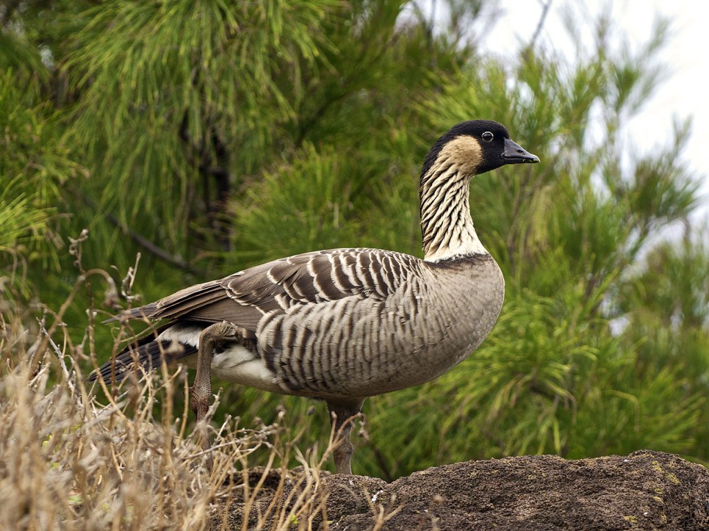 Branta_sandvicensis_LC399