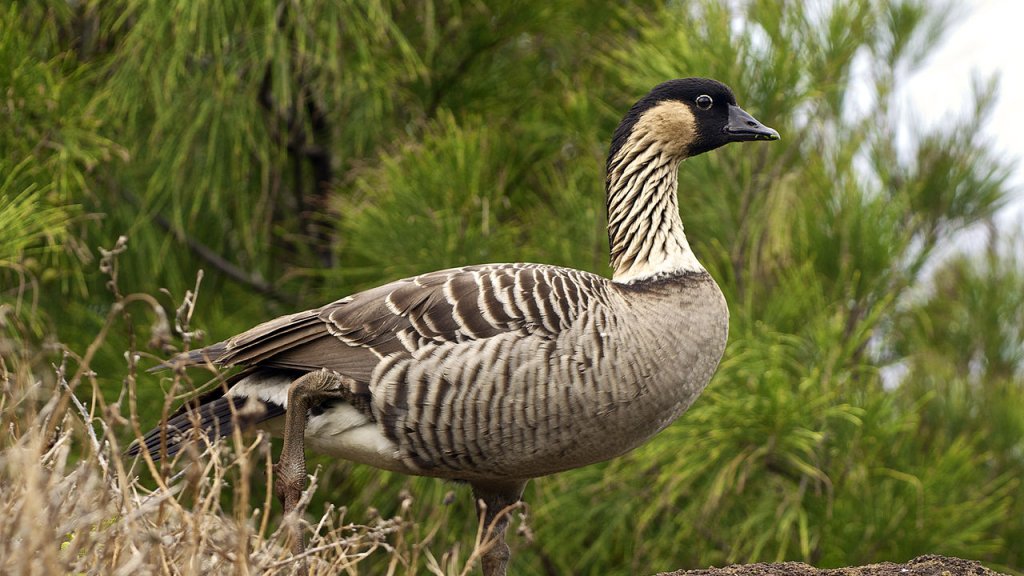 Branta_sandvicensis_LC399