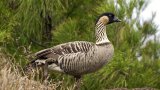 Branta_sandvicensis_LC399