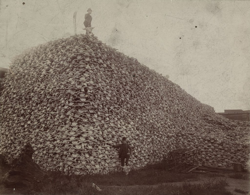 1280px-Bison_skull_pile