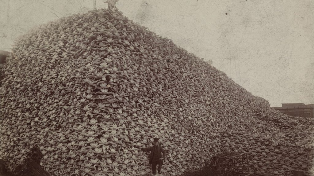 1280px-Bison_skull_pile
