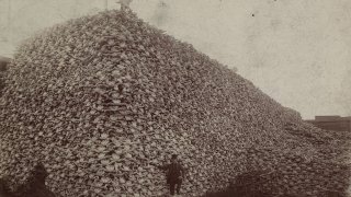 1280px-Bison_skull_pile