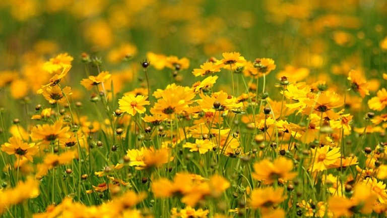 Животът е една поляна с цветя 