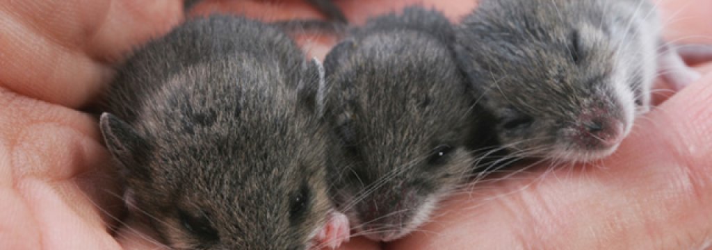 mice