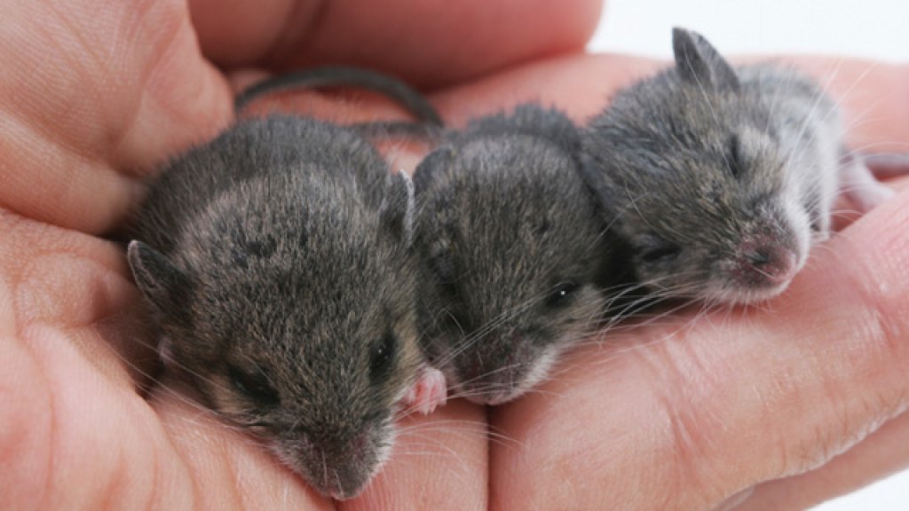 mice