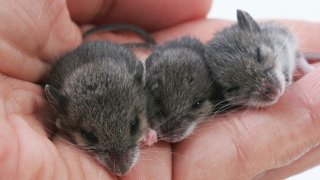 mice