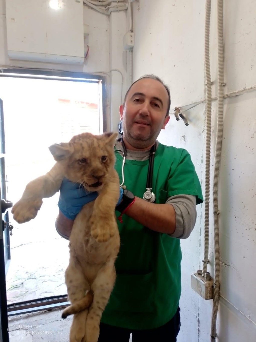 В Стара Загора се родиха три лъвчета (снимки) 🦁🦁🦁