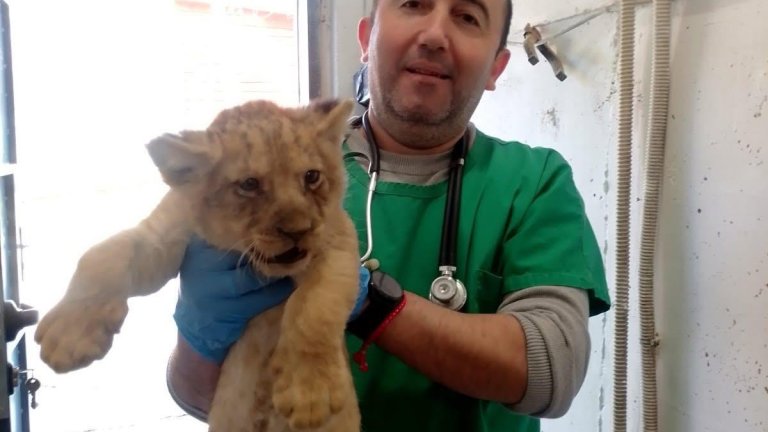 В Стара Загора се родиха три лъвчета (снимки) 🦁🦁🦁