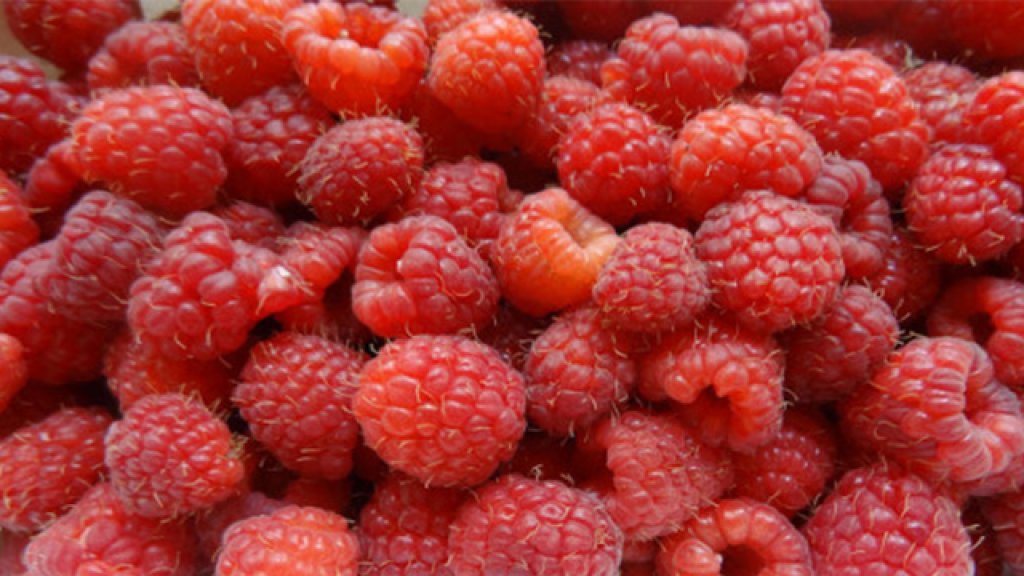 raspberry