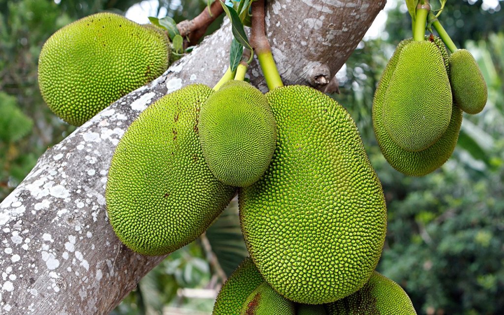 Джакфрут / Jackfruit