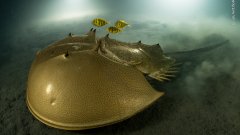 Снимката, която печели голямата награда, е дело на французина Лорен Балеста и показва как мечоопашат рак се движи бавно през калта, а над него обикалят три рибки.

Вижте и някои от останалите отличници в галерията ни...