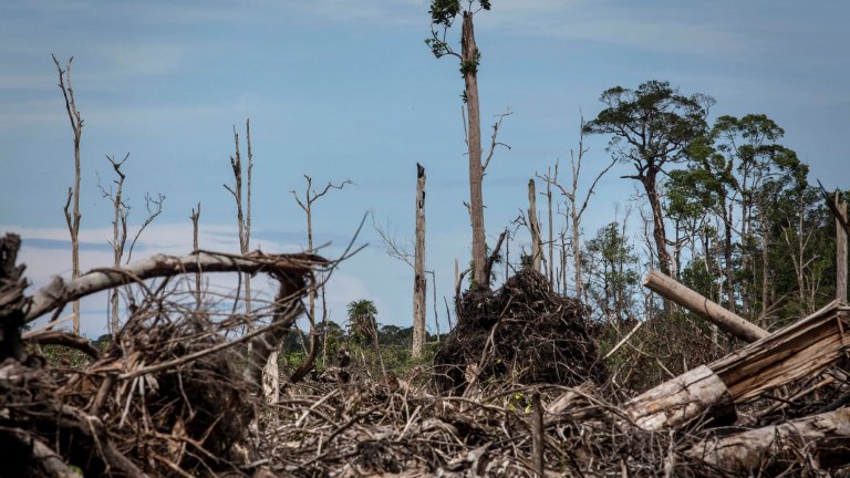 Колкото повече палмово масло се търси, толкова повече тропически гори си отиват.