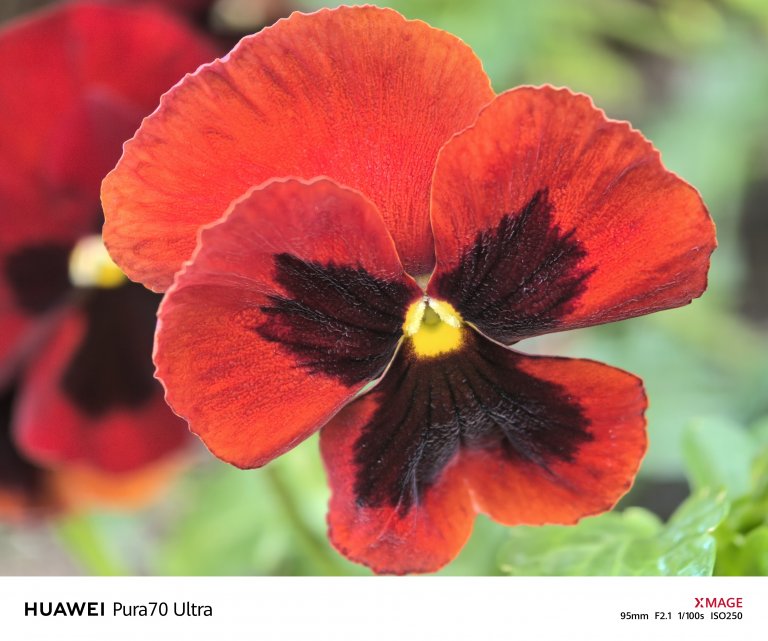 Макро снимките с Pura 70 Ultra са изключително детайлни