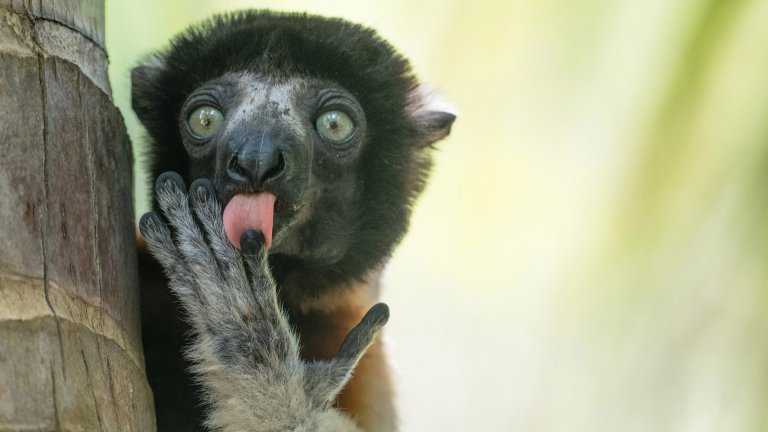 Най-смешните снимки на животни за 2025 г.