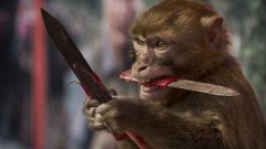 Китайски експеримент направи маймуни по-интелигентни, а част от международната общност реагира остро на това. 