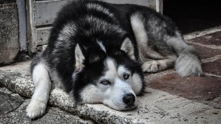 Бездействието, както виждаме, убива не по-зле от безсърдечието