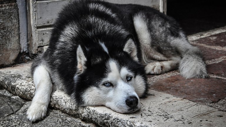 Бездействието, както виждаме, убива не по-зле от безсърдечието