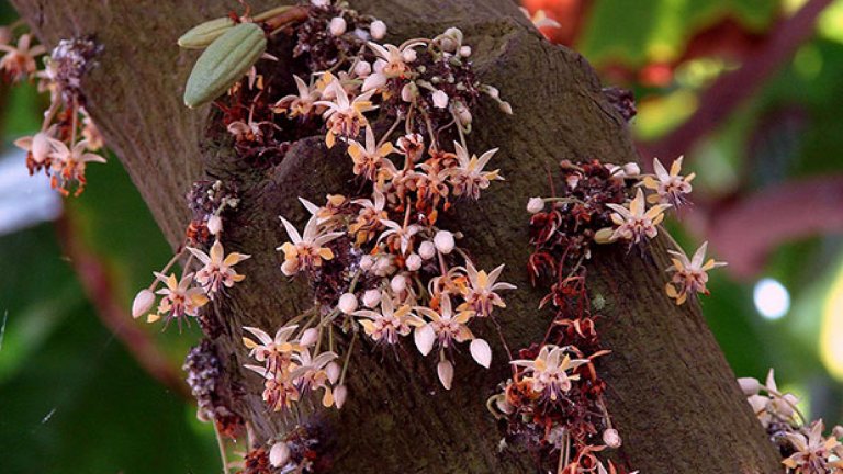 С такива цветове какаовото дърво се окичва, когато цъфти