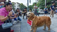 В Китай разрешават само по едно куче