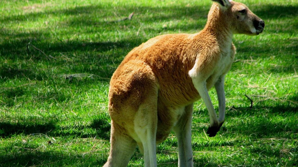 kangaroo-facts-for-kids